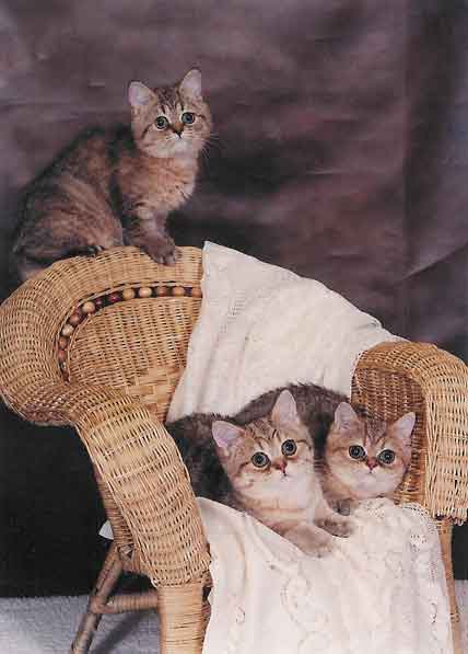 brown and white tabby kitten